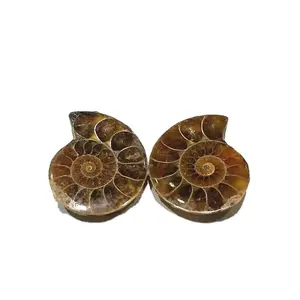 wholesale Sell high quality natural healing energy snail fossil slices of conch fossil pieces