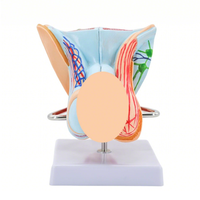 Modelo de Educación de Salud Sexual Simulador de anatomía médica Ayuda de entrenamiento de genitales para enfermeras Modelo de Sistema Reproductivo Humano