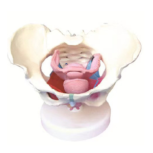 Fournitures scolaires, modèle anatomique de la <span class=keywords><strong>cavité</strong></span> pelvienne féminine, système reproducteur utérin, enseignement médical - Product Image 2