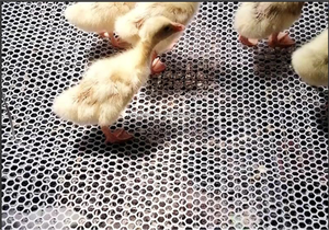 <span class=keywords><strong>Filet</strong></span> polyvalent en PEHD extrudé épaissi anti-saut pour <span class=keywords><strong>protection</strong></span> de fenêtre pour chats, sécurité de balcon et collecte de fèces - Product Image 6