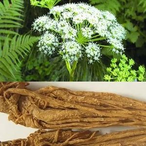 Giá nhà máy, chất lượng cao, chiết xuất thảo dược Angelica Sinensis Springjia 100% nguyên chất, đóng chai nhựa thực phẩm, hút chân không - Product Image 2