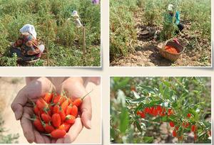 Bayas de Goji Rojas Secas al <span class=keywords><strong>por</strong></span> <span class=keywords><strong>Mayor</strong></span>, Grandes, Comestibles, Envasadas al Vacío, Proceso AD - Product Image 6