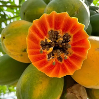 Groothandel in 100% natuurlijk gevriesdroogd papajapoeder (wateroplosbaar fruitpoeder)