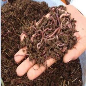 Engrais organique à base de vermicompost, conditionneur de sol riche en éléments organiques, compost de vers de terre pour l'agriculture durable et le jardinage domestique - Product Image 2