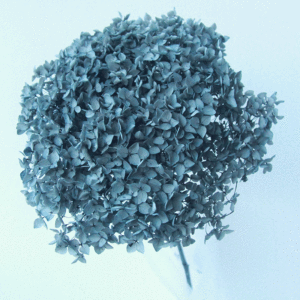 زهرة وخالدة بأوراق كبيرة من نبات الهيدرا, زهور مجففة بقطعة واحدة من نبات الهدرانيا ، زهور مجففة صغيرة من نبات الهدرانيا - Product Image 4