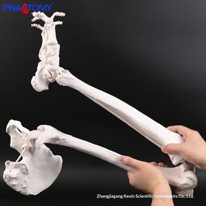 Modelo de Esqueleto Pélvico del Miembro <span class=keywords><strong>Inferior</strong></span> Derecho con Anotaciones de Conexión para Entrenamiento y Enseñanza de Anatomía Ortopédica - Product Image 4