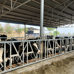 Separador de vacas ampliado para vacas <span class=keywords><strong>lecheras</strong></span> con cuello grande, barrera de alimentación para ganado lechero - Product Image 4