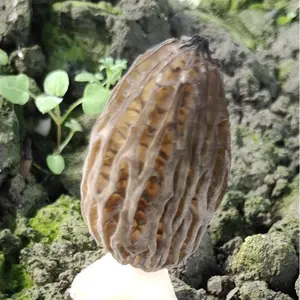 2022 new products fresh morel mushroom with good price morchella