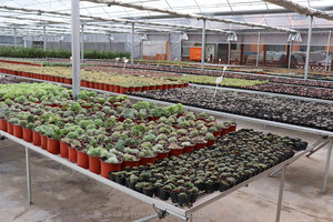 Planta Ornamental Suculenta de Agave Titanota 'Silver Dragon' Cultivada con Precisión en Maceta de 10 cm, Venta al por Mayor - Product Image 4