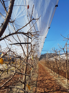 Bâche de protection transparente 150 GSM en HDPE renforcé avec film tissé et lamination LDPE, avec œillets - Product Image 2