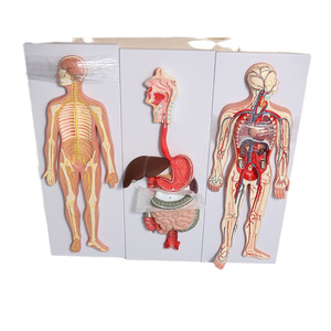 Modèle Anatomique Complet des Organes Viscéraux, Cardiaques et Vasculaires pour l'Enseignement, Système Circulatoire Humain - Product Image 5