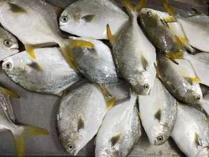 <span class=keywords><strong>Pomfret</strong></span> ปลาสีทองสด - Product Image 4
