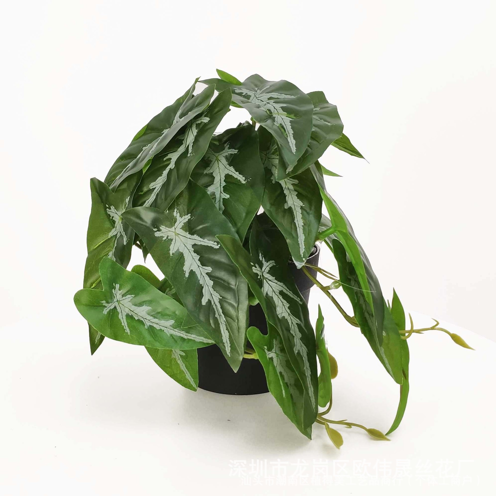 Green mini taro leaves