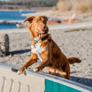 Correa ajustable personalizable para Collar de perro, hebilla dorada, Logo láser, accesorios para perros - Product Image 6