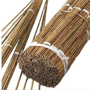 Piquet/Canne/Poteau (Branche) en Bambou Brut 100% Durable et Flexible, Longueur 0,5-2m, Diamètre 10-20mm, pour Soutien des Plantes Agricoles - Product Image 1