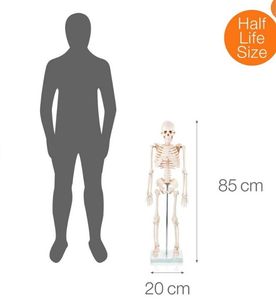 Modelo <span class=keywords><strong>de</strong></span> Anatomía Educativo <span class=keywords><strong>de</strong></span> Ciencias Médicas, Modelo <span class=keywords><strong>de</strong></span> Esqueleto Humano Artificial <span class=keywords><strong>de</strong></span> PVC Plástico <span class=keywords><strong>de</strong></span> 200 <span class=keywords><strong>Huesos</strong></span> para Enseñanza, 85 cm - Product Image 6
