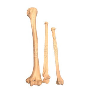 Modelo esquelético de cuerpo completo para adultos, desmontable y ensamblable, herramienta de demostración para la enseñanza y la investigación médica. - Product Image 5