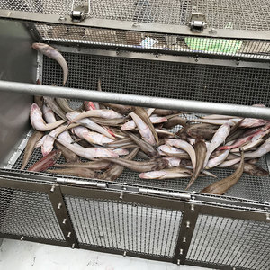 Máquina para Quitar Escamas de Pescado Pequeño, Desescamador Comercial Totalmente Automático para Sardinas y Carpas <span class=keywords><strong>Crucianas</strong></span> - Product Image 4