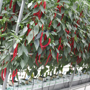 <span class=keywords><strong>Serre</strong></span> en <span class=keywords><strong>plaque</strong></span> PC pour l'agriculture, pour la culture hydroponique <span class=keywords><strong>de</strong></span> tomates, concombres et fraises, fournisseurs <span class=keywords><strong>de</strong></span> serres - Product Image 4