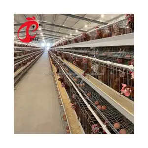 خصم بطارية معدّات تربية الدواجن قفص 160 الدجاج قدرة بيع في أفريقيا