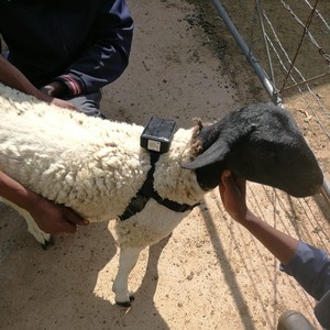 Không Cần Phải Sạc Năng Lượng Mặt Trời Điện Động Vật Bò Cừu <span class=keywords><strong>GPS</strong></span> Tracker Với Buzzer Báo Động LED Ánh Sáng Báo Động Và Miễn Phí Suốt Đời Phần Mềm - Product Image 5