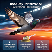 Poudre de supplément nutritionnel pour pigeon de course, soutien à l'endurance et aux performances, oméga 3, graines de chia, extrait d'ycéra, saison de course, 50g