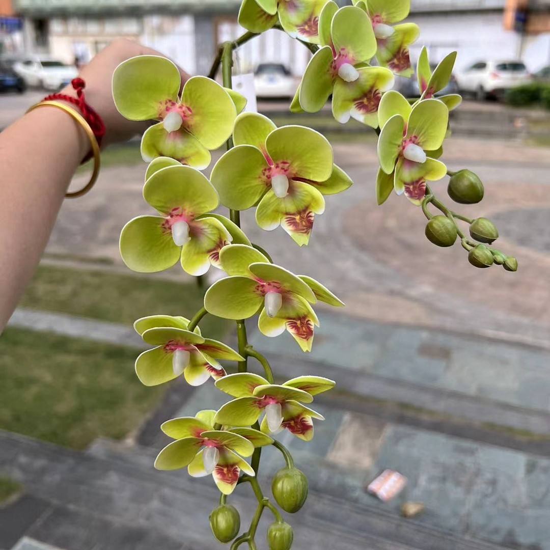 2Phalaenopsis with fork Green