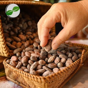 Granos de Cacao Forastero de Bali, Indonesia, Seleccionados a Mano, 25 kg, Procesados Naturalmente para una Experiencia Premium de Chocolate Bean to Bar - Product Image 6