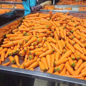 Carotte orange fraîche biologique riche en vitamines du Vietnam Stockage frigorifique de qualité supérieure pour les marchés d'exportation et de détail Tailles S/M/L - Product Image 2