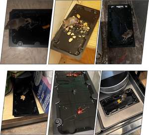 Trampa de Pegamento <span class=keywords><strong>para</strong></span> <span class=keywords><strong>Ratones</strong></span>, Tablero Adhesivo de Plástico Fuerte, <span class=keywords><strong>Repelente</strong></span> de <span class=keywords><strong>Ratones</strong></span>, Ecológico, Desechable, <span class=keywords><strong>para</strong></span> el Control de <span class=keywords><strong>Ratones</strong></span> en Hogares y Cocinas - Product Image 5