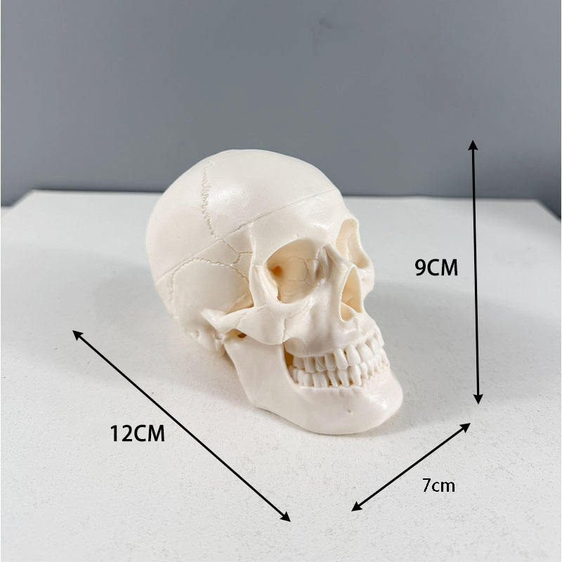 Nuevo modelo de calavera pequeña