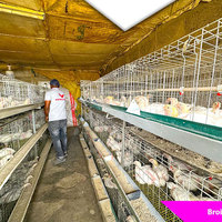 Cages à poulets de chair de type H, cages à poules galvanisées avec bande à fumier pour élevages avicoles