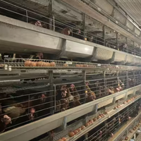 Poulailler moderne de type H pour 10 000 poules pondeuses, système d'élevage de poulets, élimination du fumier, collecte des œufs