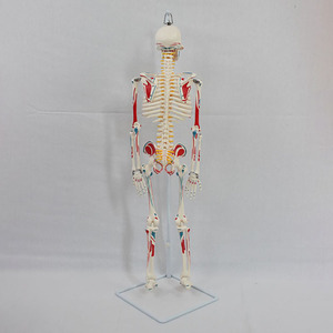 Sciedu <span class=keywords><strong>Skeleton</strong></span> mô hình 85cm mềm treo toàn bộ cơ thể màu <span class=keywords><strong>Skeleton</strong></span> mô hình (phun) hỗ trợ giảng dạy mô phỏng bộ xương người mô hình - Product Image 5