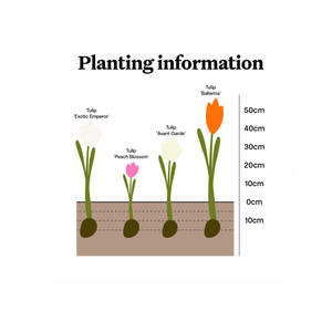 Papier blanc jonquilles et grand soleil jonquilles avalanche <span class=keywords><strong>tulipe</strong></span> bulbes jardin fleur Kit intérieur maison <span class=keywords><strong>plantation</strong></span> Design Pots - Product Image 6