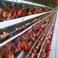Cage à poulets d'élevage commerciale galvanisée de type A à faible coût, dimensions pour 1000 poulets pondeuses, design moderne, à vendre