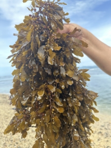 Chất Lượng Tốt Rong Biển Oligosaccharide 90% Bột Tảo Chất Dinh Dưỡng Bổ Sung Cho Sức Khỏe Thực vật - Product Image 4