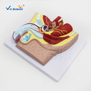 Modèle anatomique naturel du système urinaire masculin, aide pédagogique détachable pour les organes urinaires humains - Product Image 4