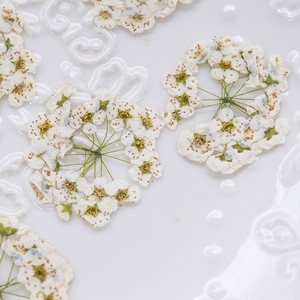 <span class=keywords><strong>Fiori</strong></span> Veri Pressati in Sfera Meadow Sweet Flower - Product Image 2