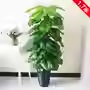 Pomme verte enveloppée de bambou de 15 m - 63 feuilles, sans pot.