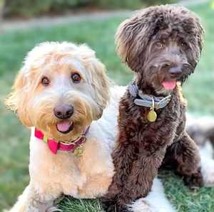 Pajarita para perro mascota de cuero de grano completo suave auténtica hecha a mano | Regalos de alta calidad para cachorros, niños y niñas, mascotas - Product Image 5