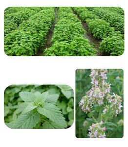 Giocattolo Premium Ecologico per Gatti con Erba Gatta Essiccata - 100% Naturale, Foglie per Alleviare l'Ansia, Commestibile, Senza Additivi, per Uso Interno/Esterno - Product Image 5