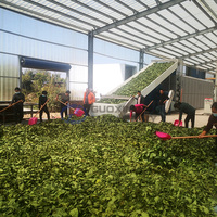 Promotion : Séchoir à bande maillée grande capacité pour feuilles d'Amla (Phyllanthus Emblica) pour ligne de production de séchage d'herbes ayurvédiques