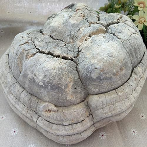 Ku Bai Ti, Champignon Chinois Herbal Amère Blanc (Fomitopsis Officinalis), Herbe Traditionnelle Chinoise de Haute Qualité, Plante Aromatique - Product Image 3