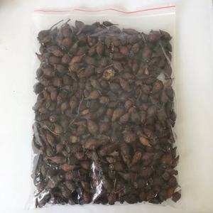Fructus Rosae Laevigatae (Jin Ying Zi) Essiccato <span class=keywords><strong>Naturale</strong></span> Senza Zolfo, Materia Prima per Zuppe Erboristiche TCM, Fornitura all'Ingrosso, Confezione da 1kg - Product Image 2