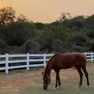 Valla de PVC/Vinilo para Caballos con Diseño Moderno y Seguro, Obstáculo de Salto, <span class=keywords><strong>Corral</strong></span> Económico de 2 o 4 Rieles, Cercas de Plástico para Granja, Rejas y Patios - Product Image 3