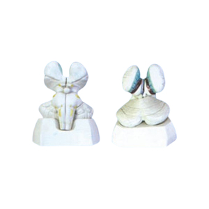 Plesso coroideo e tessuto con il 4 ° ventricolo modello ZM1148 14*9.5*16 SMD112 - Product Image 1