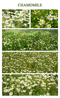 Harga Grosir Teh Herbal Cina Kualitas Tinggi Panen Baru Bunga Chamomile Kering Teh Chamomile