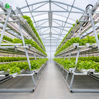 Serre agricole galvanisée de 6 m de large avec parois droites de 2 m, film PE résistant aux UV de 200 microns, diffusion de la lumière, serre de pépinière