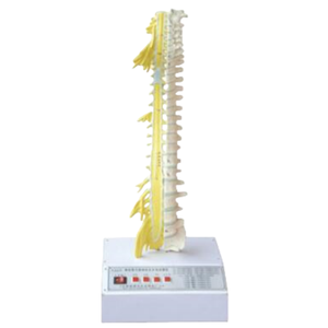 แบบจำลองทางวิทยาศาสตร์การแพทย์ ADA - แบบจำลองกระดูกสันหลังและเส้นประสาท พร้อมระบบควบคุมม่านตาด้วยไฟฟ้า (ควบคุมแสง) รุ่น A2128/A2132 เซี่ยงไฮ้ - Product Image 2